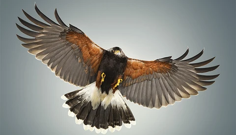 In-Studio Photographs of a Hawk in Flight, Karl Taylor Takes the Challenge