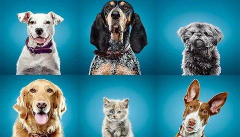 Simple Tips for Effectively Photographing Dogs in Studio