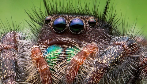 Review Examines the Promising $379 Venus 60mm 2:1 Ultra-Macro Lens