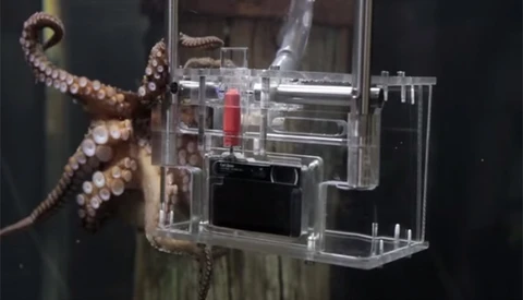 Meet The Octographer: The World's First Octopus Photographer