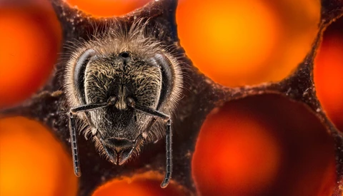 Photographer Keeps Bees to Document First 21 Days of Their Lives