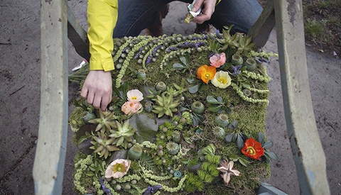 Beauty Blooms in Blight: Striking Photos Show Burst of Color in Forgotten Home
