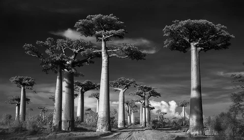 Photographer Beth Moon Spends 14 Years Photographing the World's Oldest Trees