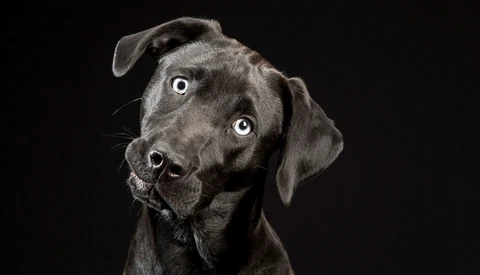 These Black Dogs Will Make Your Eyes Light Up With Glee