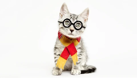 Donald Trump as a Cat: Stylist and Photographer Team up for Adorable Halloween Series for Adoption Awareness