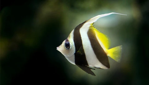 The Beautiful Results of an Underwater Photographer and MIT Physicist Working Together