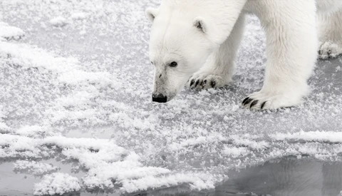 "Off The Beaten Track" in Svalbard - Photographing Melting Ice, Polar Bears, and More