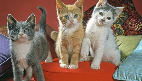 Meet the Cat Photographer Who Started It All