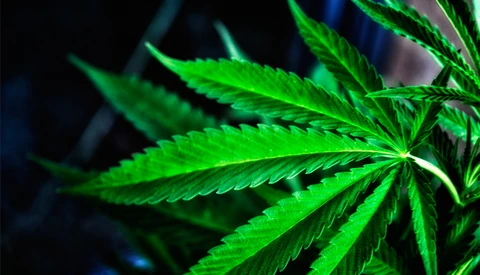 Using Photography to Redefine the Face of Marijuana