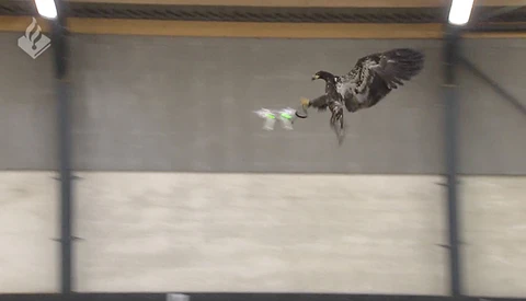Dutch Police Training Eagles to Tackle Drones Like Prey