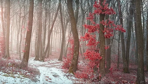 8 Helpful Tips for Photographing in the Fog
