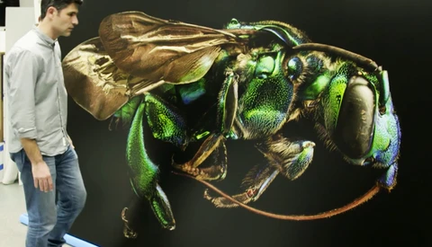 10,000 Photos Go Into Making These Stunning Three-Meter Insect Prints