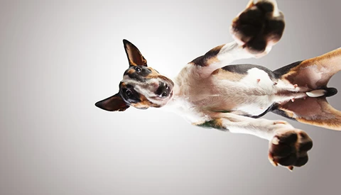 Adorable Photo Series Lets You Look 'Up' to Shelter Dogs