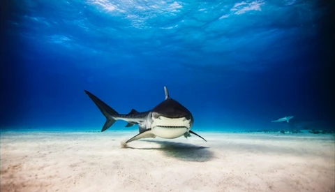 Michael Muller Photographs Great White Sharks in Medium Format for 'Into the Shark's Eye' 