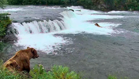 Watch Live Video of Bears Fishing for Salmon