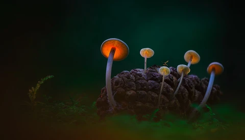 Those Glowing Mushrooms (Part 1): 6 Steps to Photographing Your Own Fantasy World