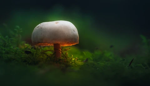 Those Glowing Mushrooms (Part 2): 7 Steps to Processing Your Own Fantasy World