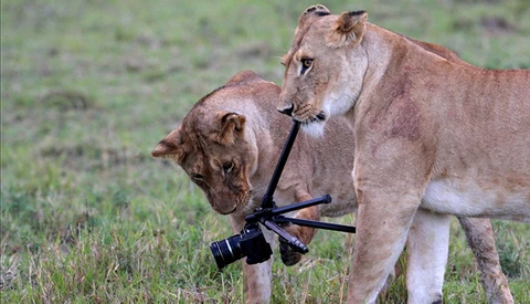 Lions Eat Photographer's Camera in Kenyan National Park
