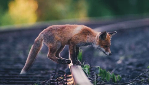 Stunning Wildlife Photography: Staged or Candid?