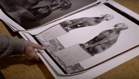 Art and Dogs: A Fascinating Short of William Wegman