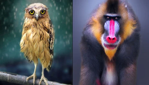 Mauritian Photographer Shamma Esoof With Her Astonishing, Sad Owl Portraits [Interview]