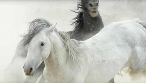 Planet Earth II - The Planet's Wilder Side