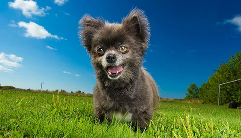 Boost Your Pet Photography Business by Working With a Rescue Group