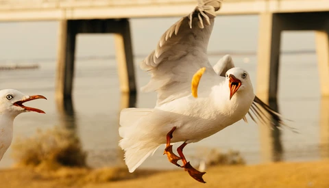 Grab an Aussie Camera Deal