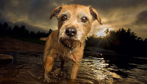 Three Reasons to Go Ultra Wide When Photographing Dogs Outdoors