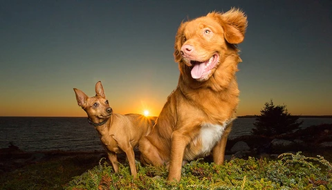 duck toller and miniature pinscher standing in sunset