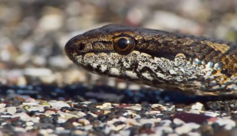 Behind the Scenes of the 'Planet Earth II' Video of Snakes Chasing an Iguana
