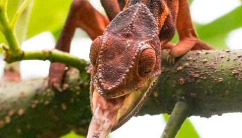 Photographer Travels to More Than 50 Countries to Photograph Weird and Wonderful Wildlife