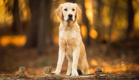 golden retriever sitting on log