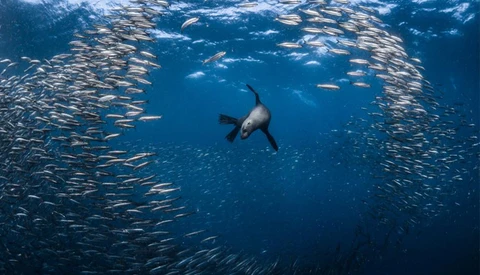 He Left Everything Behind and Became National Geographic's Nature Photographer of the Year