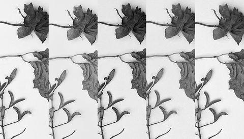 What Black and White Film Should You Start Out With? Five Popular Stocks Compared