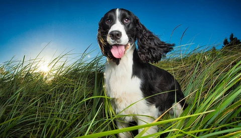 Use Off-Camera Lighting for Vibrant Outdoor Pet Portraits