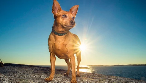 red miniature pinscher standing on rock at sunset