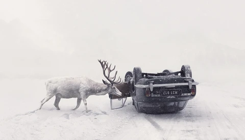 From Rescued Animals to Art - Photographer Captures Relationships of Rescued Wild Animals and Humans 