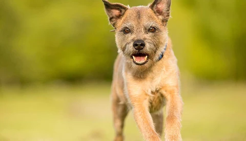 Establish Co-Marketing Partnerships for Your Pet Photography Business