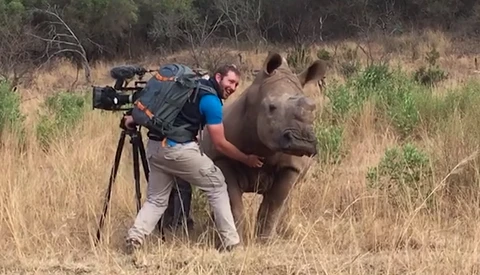 Rhino Gets Belly Rub From Kind Cameraman