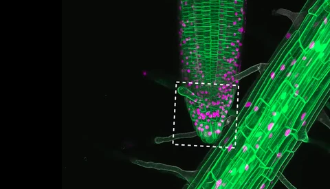 Scientists Create Stunning Microscopic Time-Lapses With Lasers and Glowing Proteins
