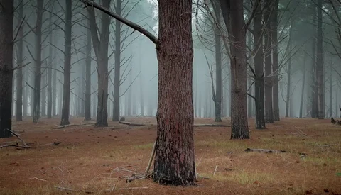 Shooting Landscape Photography in Fog