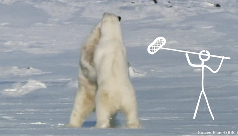 Balancing Realism and Entertainment in Nature Documentaries