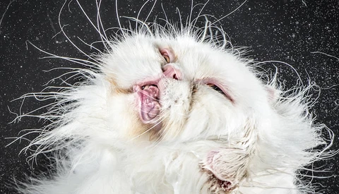Hilarious Cat Pictures Portray the Ugliest Cats Ever