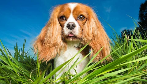 cavalier king charles spaniel standing in grass