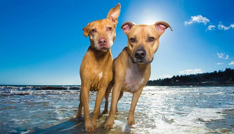 two dogs standing in the surf at the beach on a sunny day