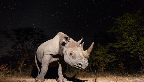 Capturing Elusive Animals With Camera Trap Wildlife Photography