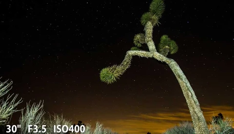 joshua tree under night sky