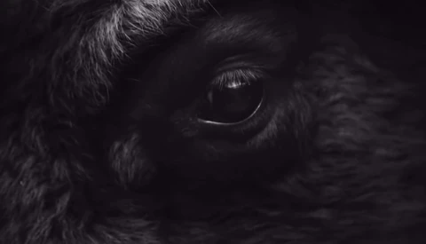 25-Year-Old Photographer Goes on the Hunt for the Perfect Wild Bison Picture