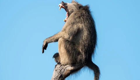 Essential Camera Features and Settings for Safari Photography